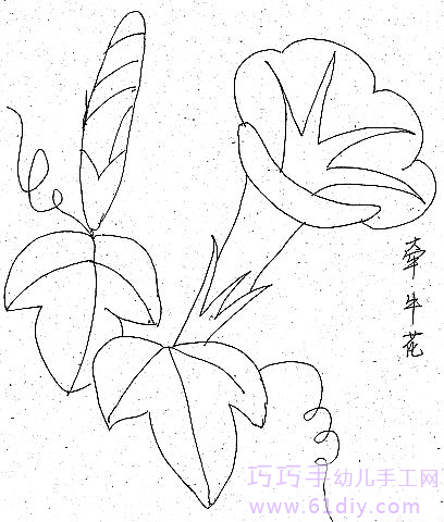 简笔画- 牵牛花简笔画